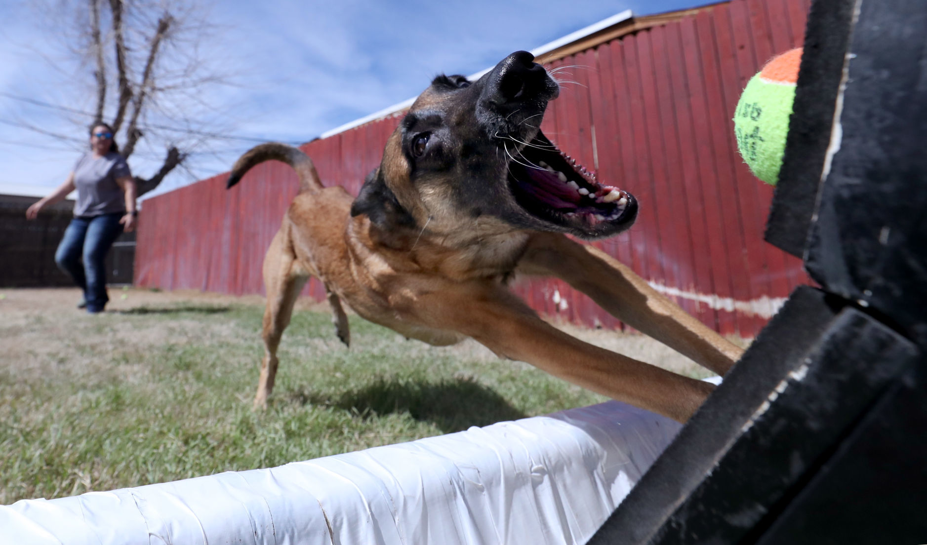 flyball training near me