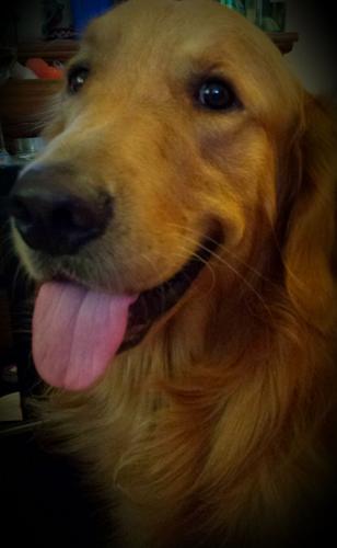 Happy National Dog Day!