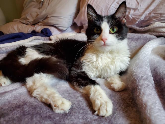 Adopt a friend: Medusa