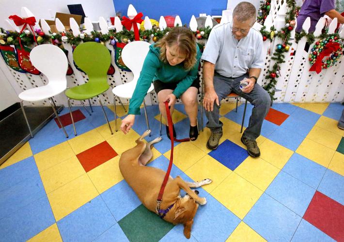 Canine valley fever vaccine