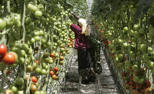 Judge approves Eurofresh bankruptcy reorganization  