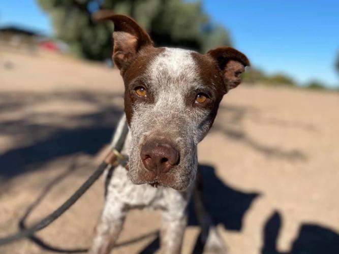 Adopt a friend: Trent