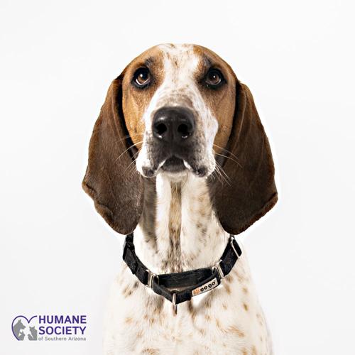 Adopt a friend: Woodstock