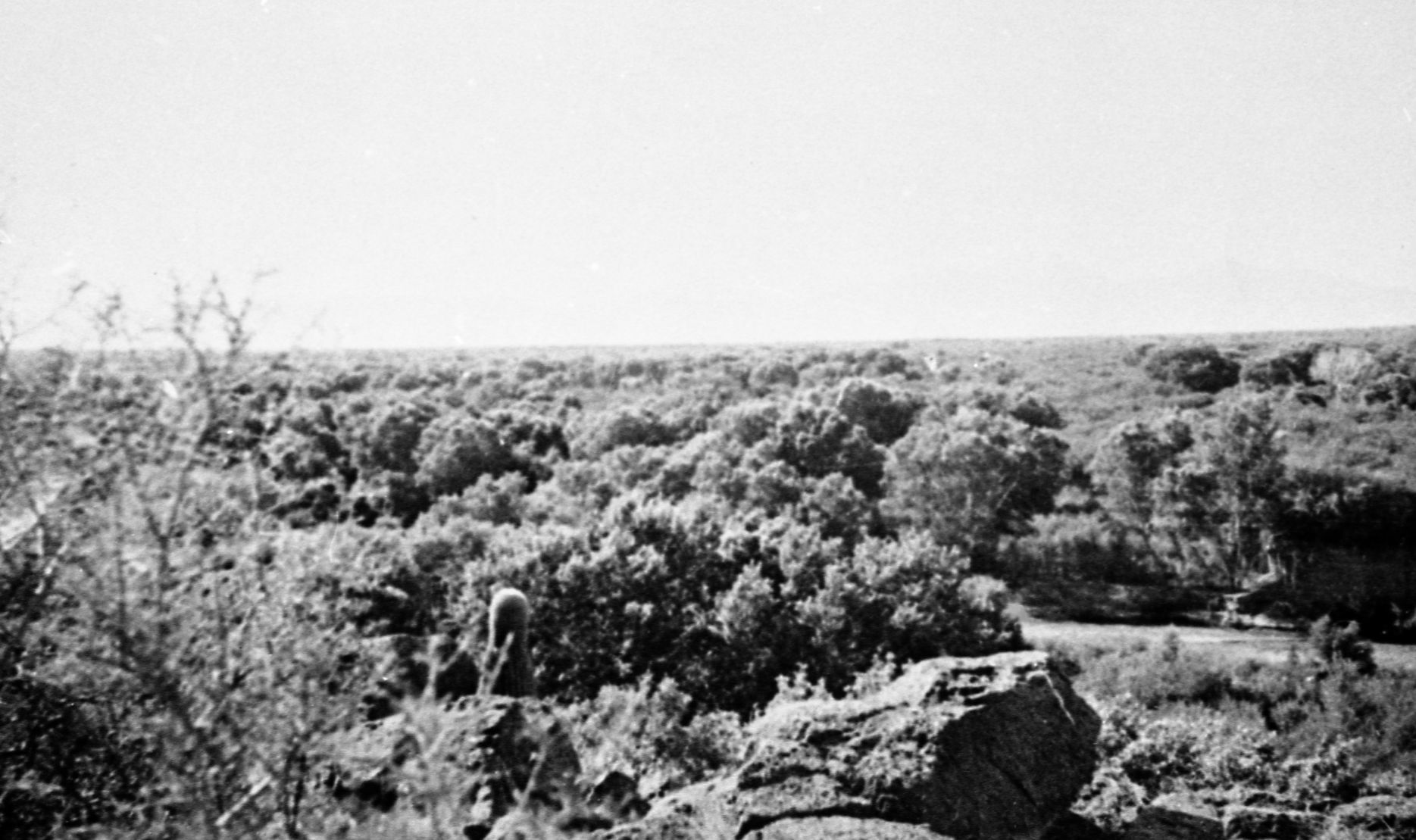 Could vanished 'Great Mesquite Forest' return to the Santa Cruz River?