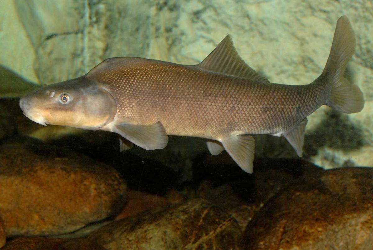FWS finalizes rule downlisting the Razorback Sucker