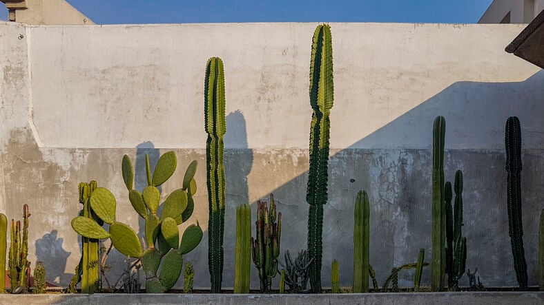 Cacti against a wall