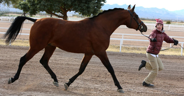 Arabians, riders compete in show of style, skill, beauty    