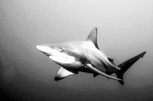 Scientists confirm second 'virgin birth' in a shark  
