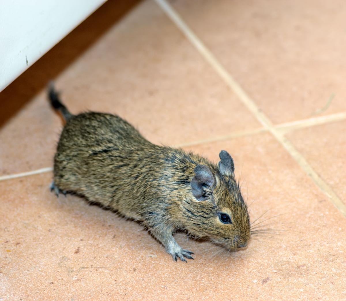 Mice in Backyard: How to Get Rid of Mice in Your Yard