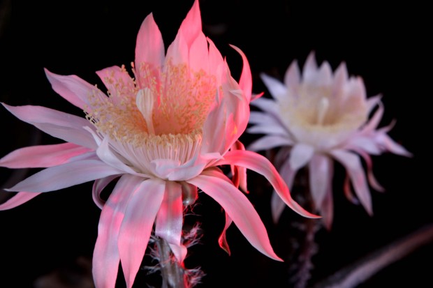 The Queen of the Night at Tohono Chul Park