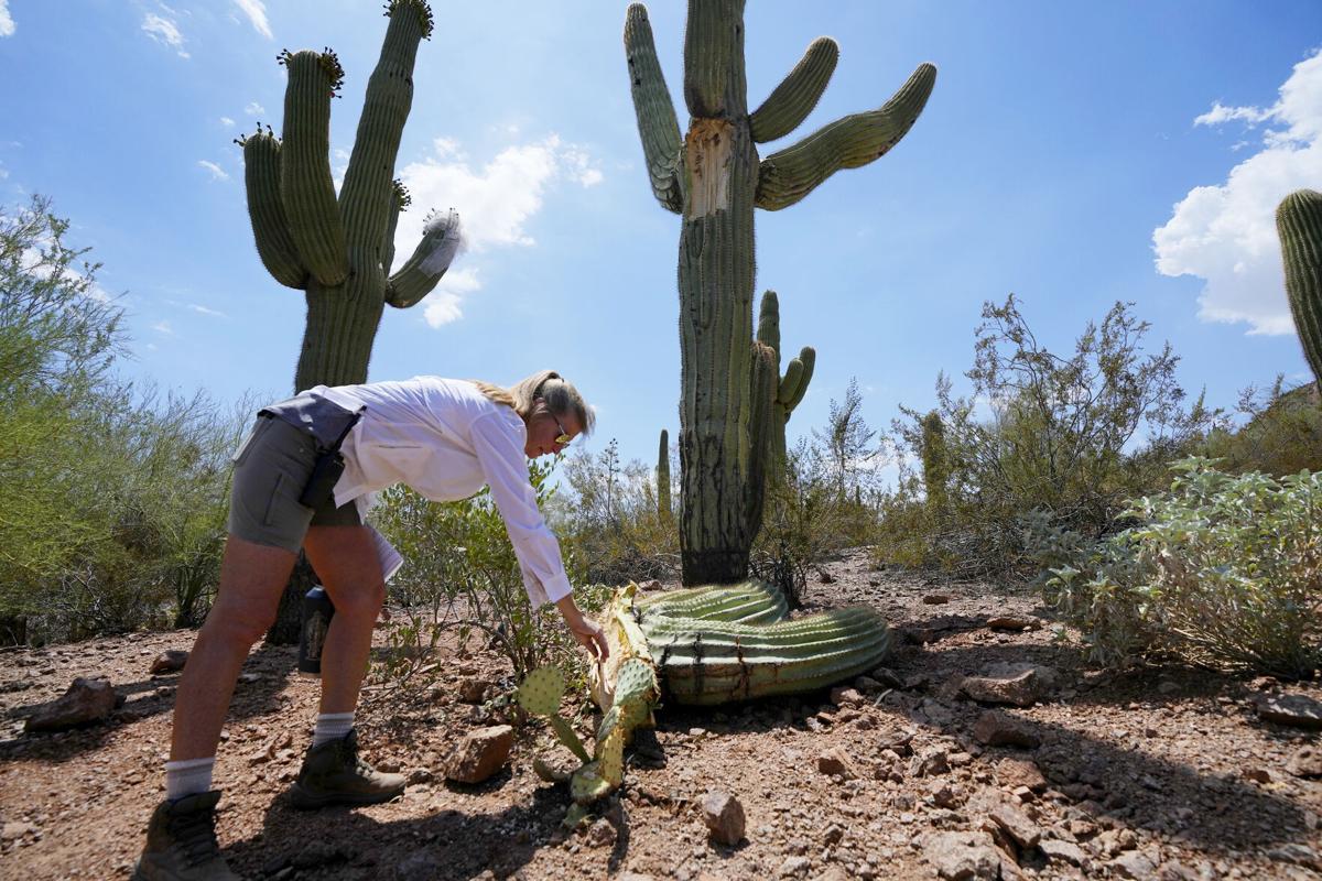 Extreme heat in Phoenix is withering famed saguaro cacti, with no