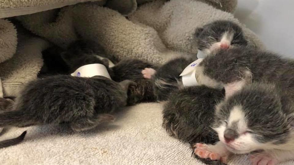 Authorities Rescue 72 Cats Kittens In Northwest Tucson Hoarding