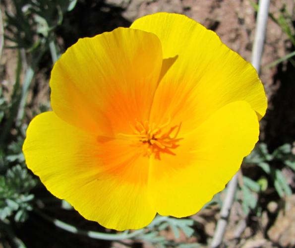 Poppies flowering early