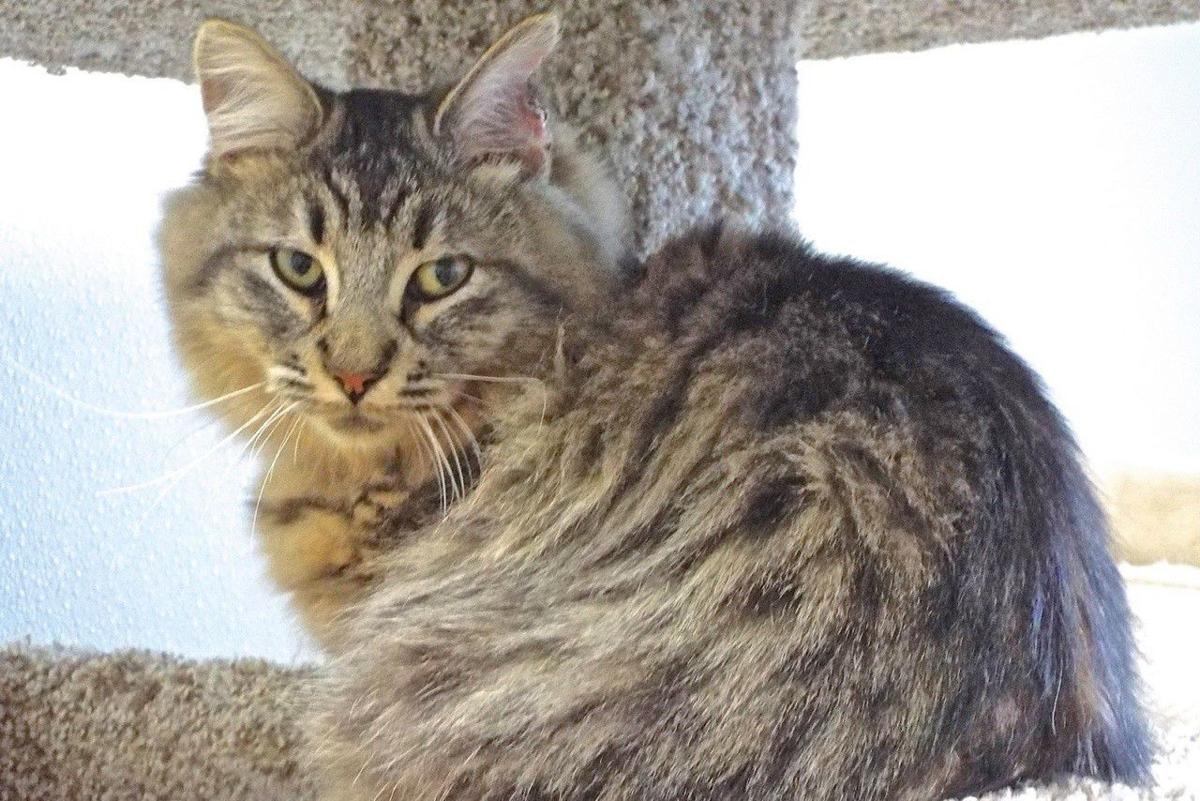 Adoptable Pets In Tucson Entertainment Tucson Com