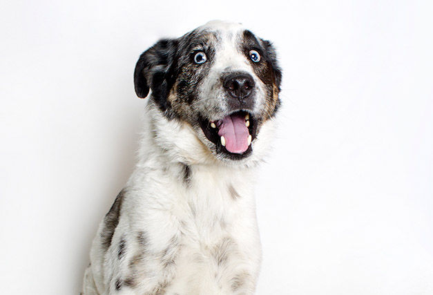 Adopt A Friend: Magic