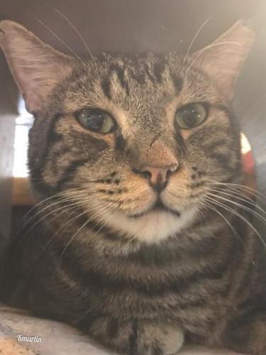 Adopt a friend: Javalina