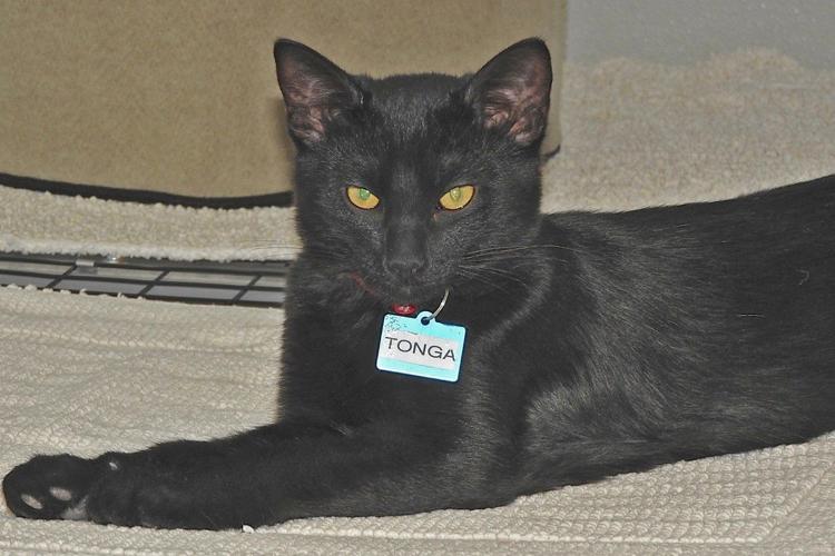 Adopt a friend: Tonga