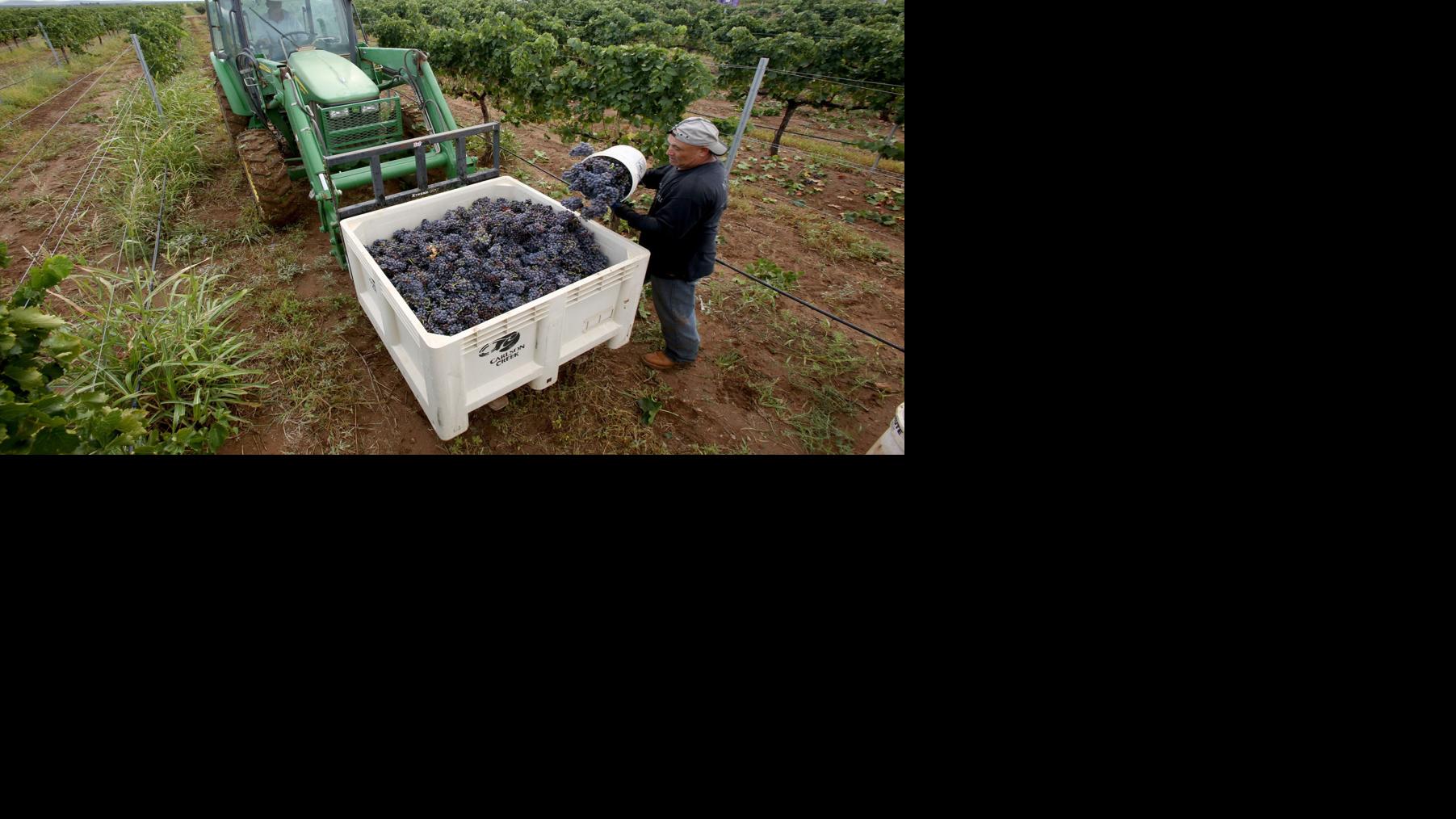 Harvest comes early to So.Az. wine country