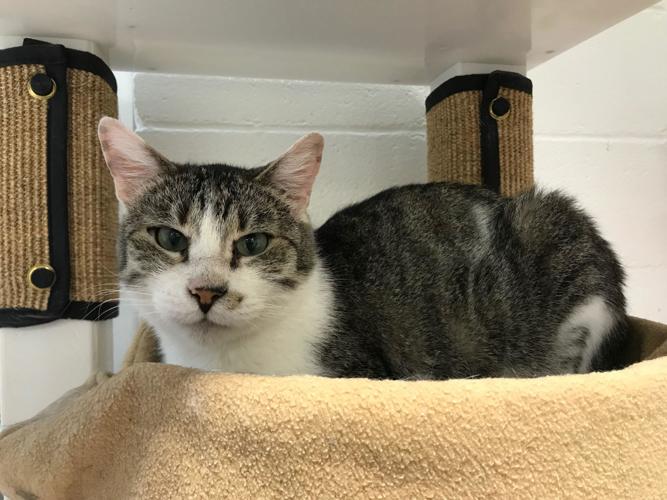 Adopt a friend: Rocky Road