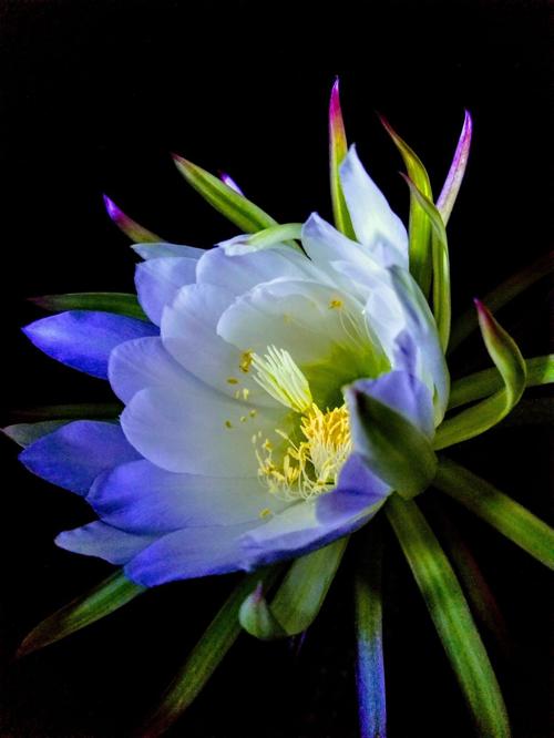 Tricocereus night bloom