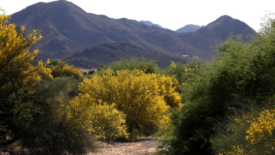 Το Bloomfest γιορτάζει τα άνθη του palo verde και την κουλτούρα του Tucson