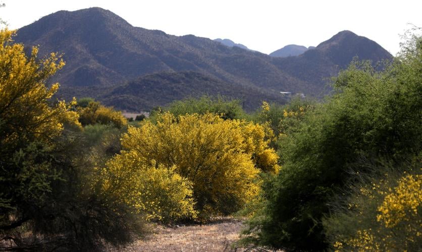 Palo Verde Trees in Bloom
