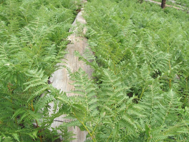 Mint Spring hike has a flavor that's all its own    