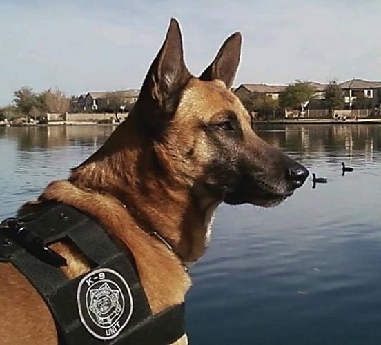 No felony charges for DPS officer in death of K-9 Jeg