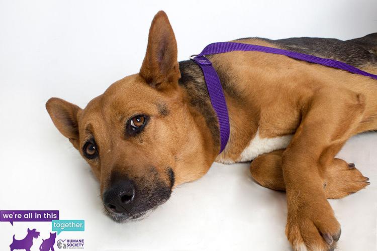 Rita — female shepherd mix