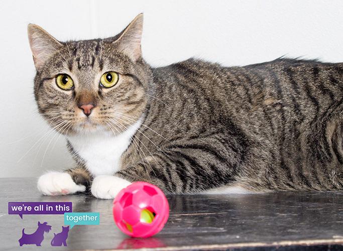 Adopt A Friend: Myka