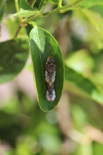 You may lose a few leaves, but this caterpillar will become a stunning butterfly