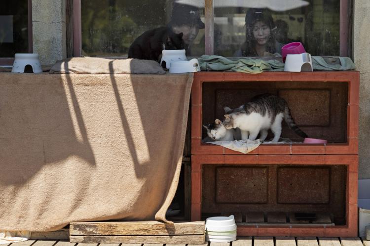 Japan Island of Cats Photo Gallery