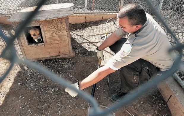 6 arrestos vinculados a peleas de perros  