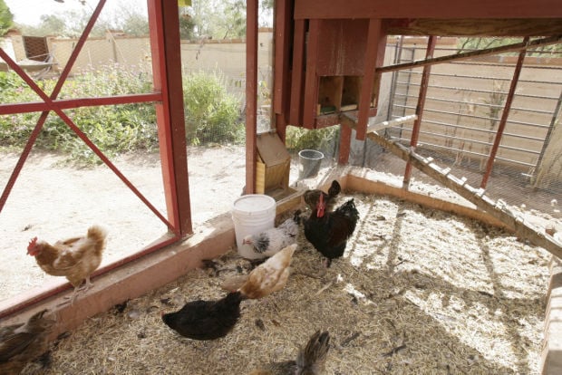 Chicken coops