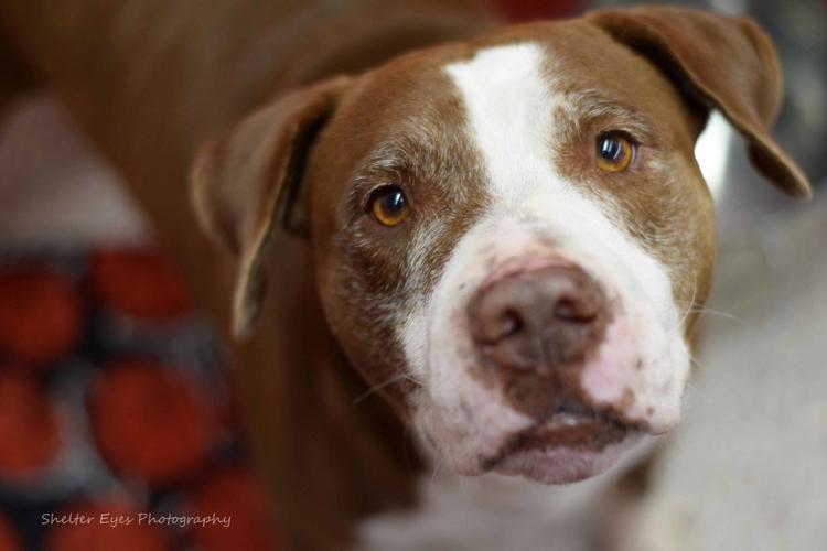 Adopt a friend: Weeble