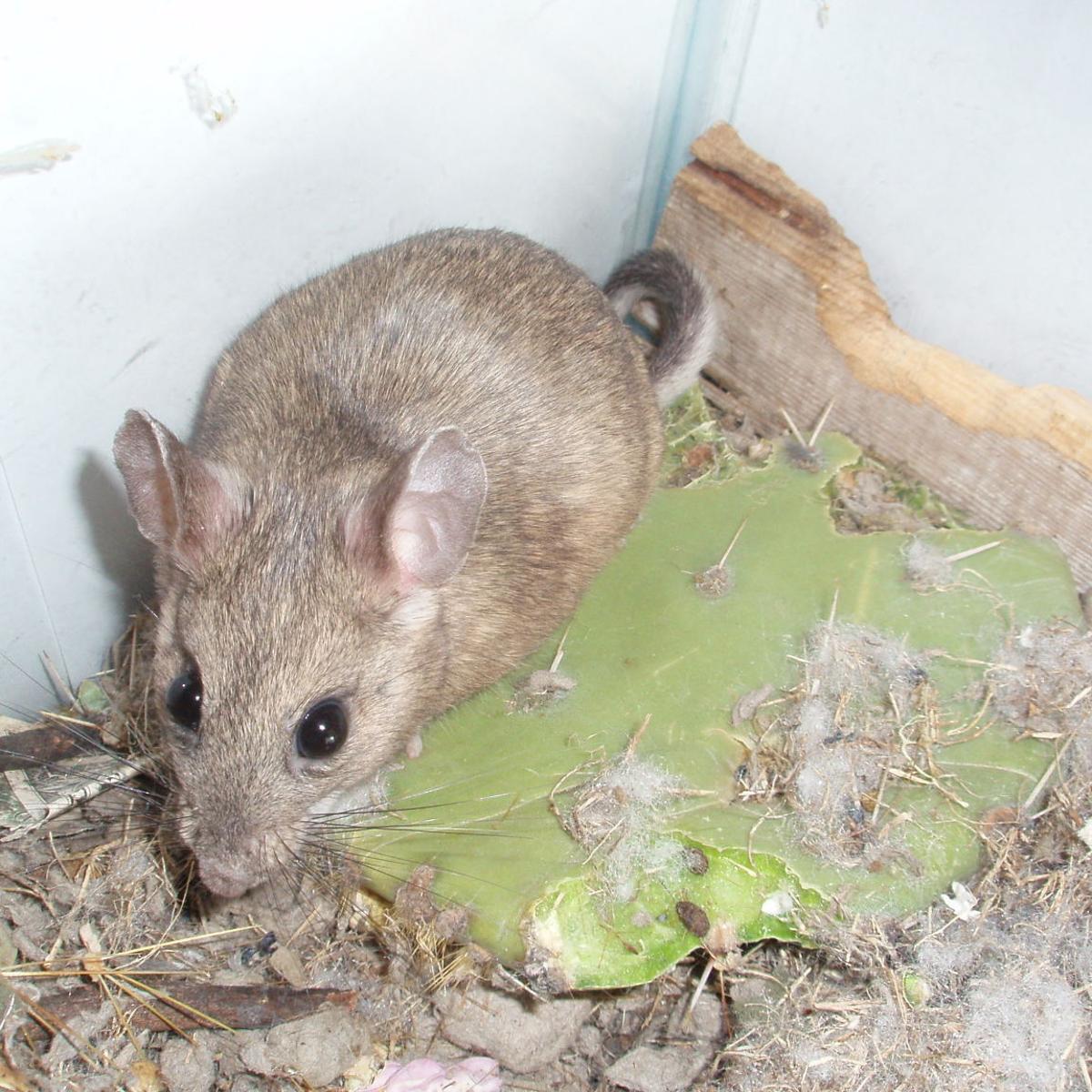 House Questions Pack Rats Invade Storage Shed Home Garden Tucson Com