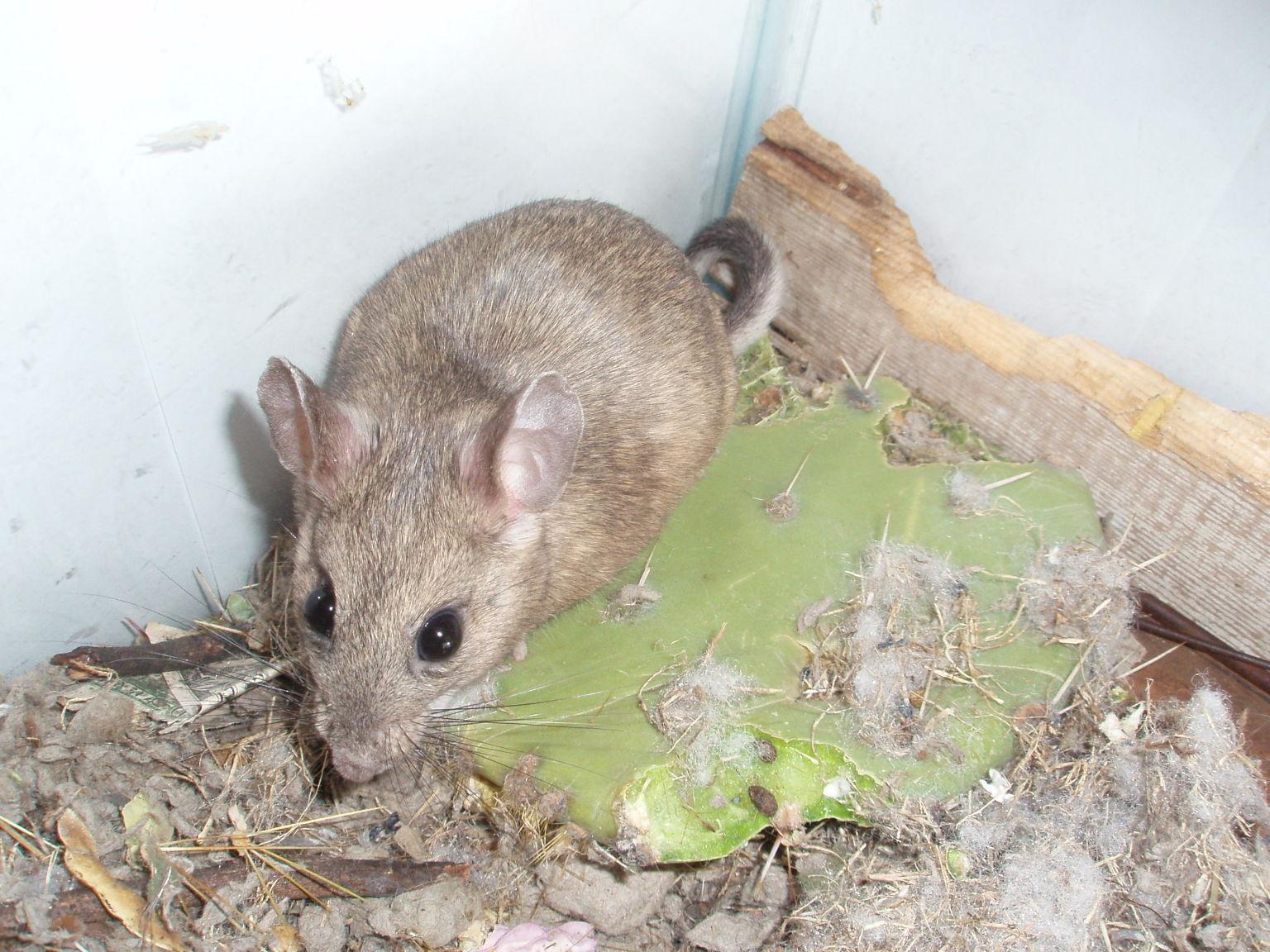 House questions Pack rats invade storage shed