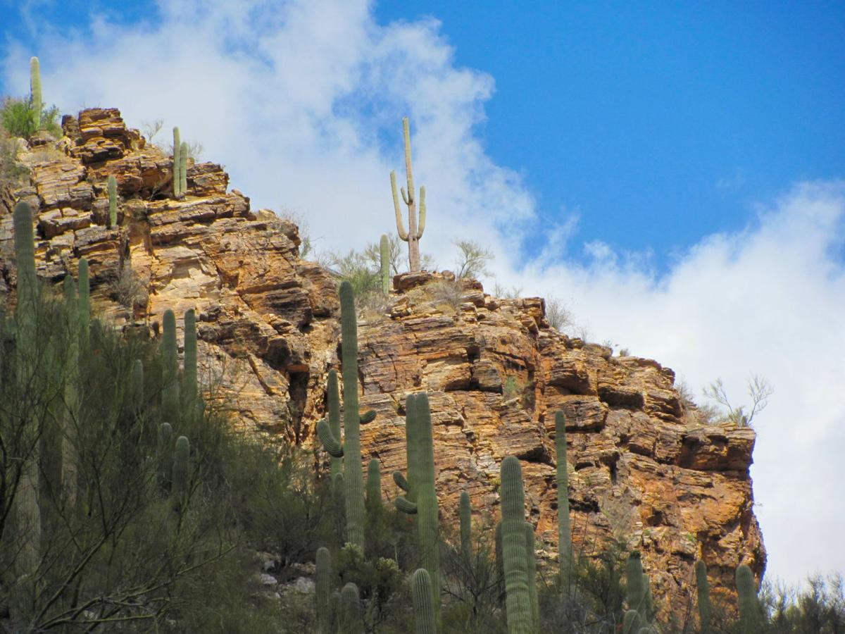 Saguaro slopes in Sabino Canyon