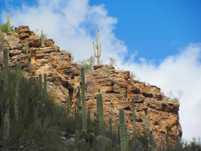 Saguaro slopes in Sabino Canyon