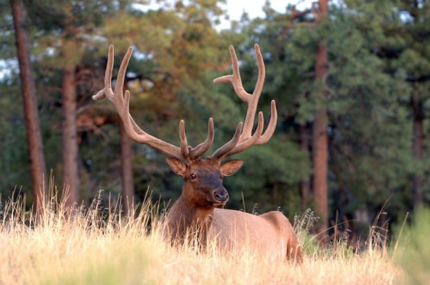 Small elk herd finds new home in Pinaleños outside Safford | Local news ...