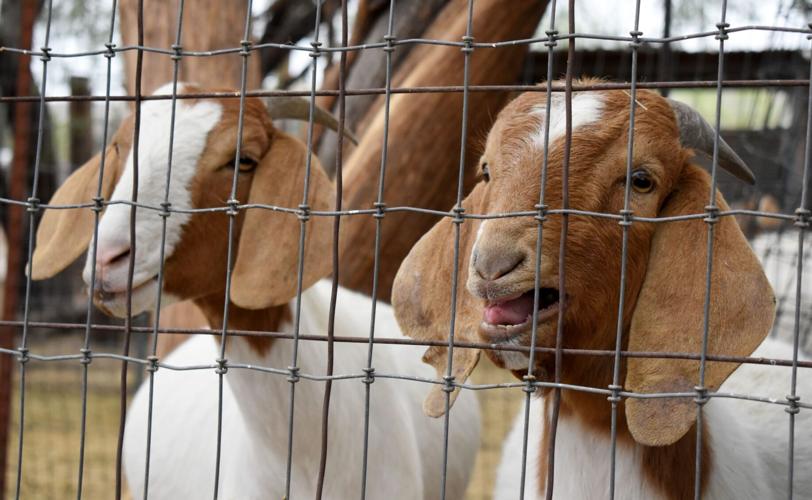 Maya’s Farm first to be saved by Phoenix Farmland Preservation Program
