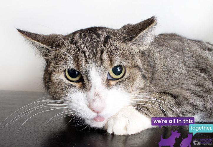 Silver — Female domestic short hair mix