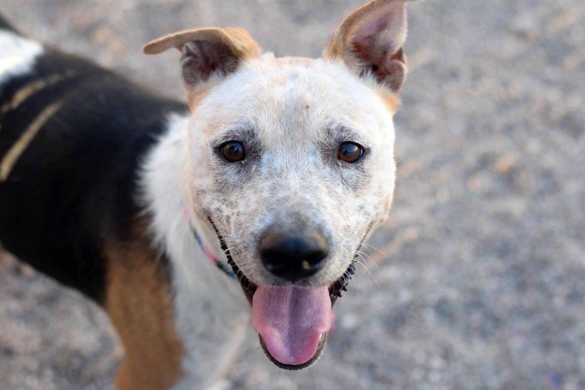 Adopt A Friend: Melva
