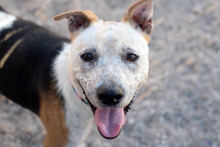 Adopt A Friend: Melva