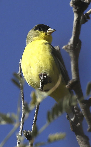 Sabino Canyon the spot for good bird-watching