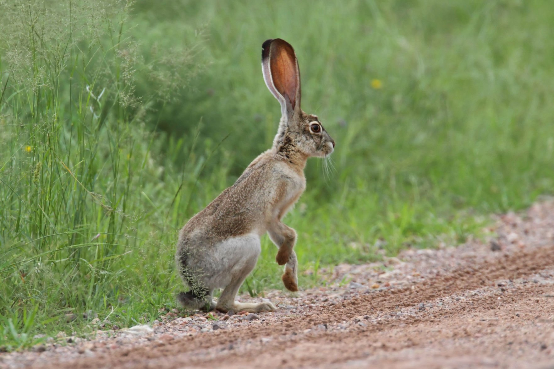 Jackrabbit Track & Field Clinc - PLEASE VISIT OUR NEW WEBSITE www