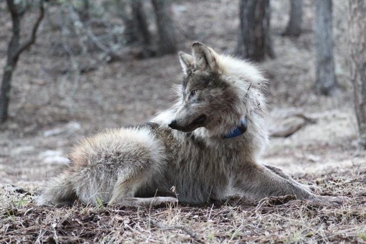 Report: Mexican wolf recovery surpasses goals in U.S., but trouble looms in Mexico