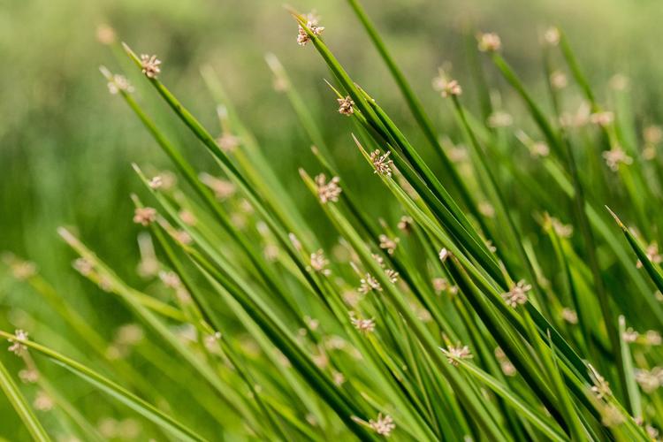 Lower Santa Cruz River