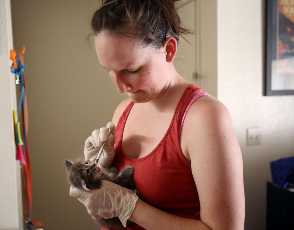 Pima County Animal Care Center Leave Feral Kittens Alone Local