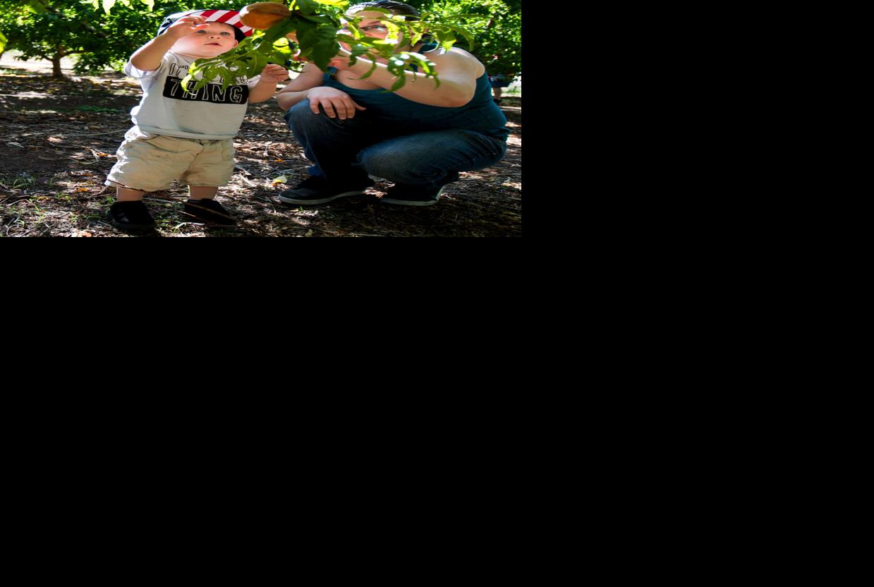 Peach Mania at Apple Annie's